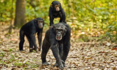 🐒 3-Day Gombe National Park Safari