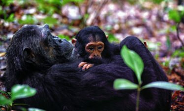 5-Day Mahale Chimpanzee Trekking and Romantic Getaways