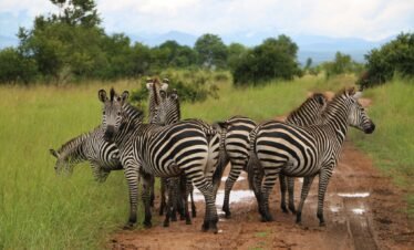 4-Day Enjoy Mikumi and Udzungwa Mountains by Train