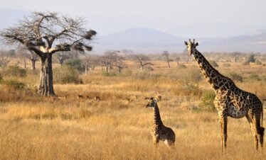 3-Day Wildlife Safari to Ruaha National Park