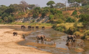 4-Day Family Mini Safari Get Together