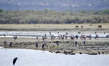 Lake Manyara Day Tour
