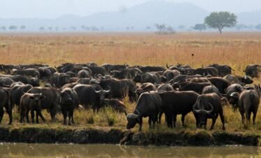 3-Day Mikumi National Park Mid Range Safari