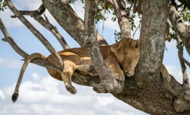 9 Days Private Tanzania Safari & Culture Tour