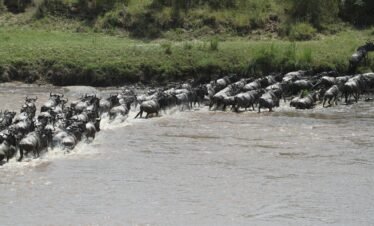 4 Days Private Mara River Crossing Migration in Serengeti