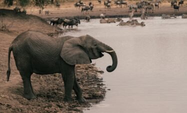 8 Day Explore Serengeti Great Wildebeest Migration Tour